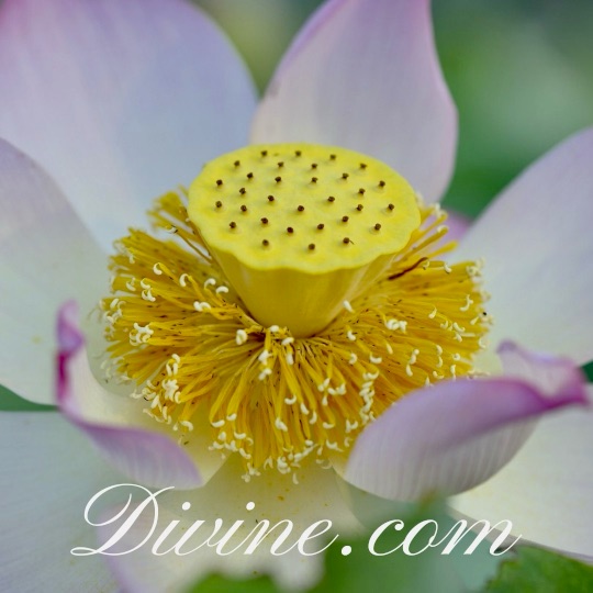 Flower with Divine.com
